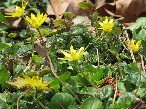 Fig buttercup: Scharbockskraut ( Ficaria verna ) an der Saar in Saarbrücken