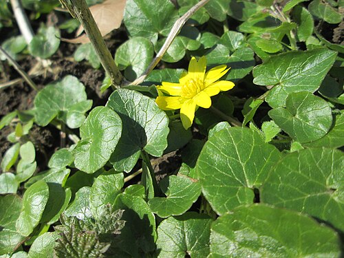 Fig buttercup: Scharbockskraut ( Ficaria verna ) auf der Halbinsel am Staden in Saarbrücken