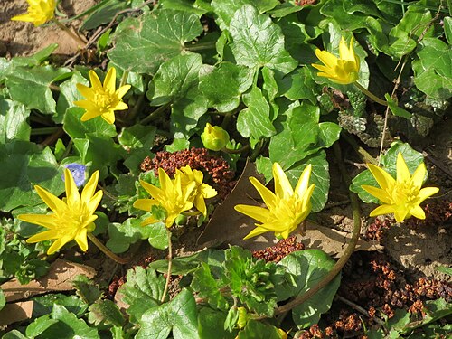 Fig buttercup: Scharbockskraut ( Ficaria verna ) an der Saar in Saarbrücken
