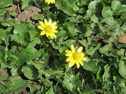 Fig buttercup: Scharbockskraut ( Ficaria verna ) an der Saar in Saarbrücken