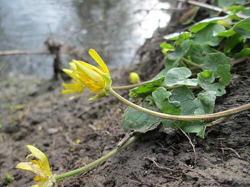 Fig buttercup: Scharbockskraut ( Ficaria verna ) am Kraichbach in Hockenheim