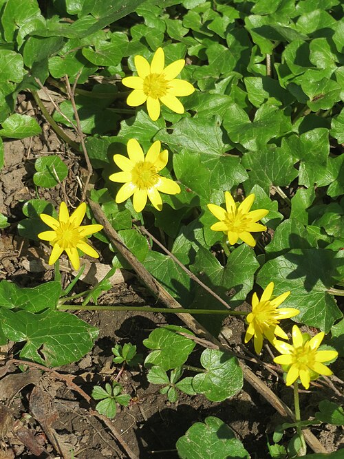 Fig buttercup: Scharbockskraut ( Ficaria verna ) in der ehem. Bismarckanlage in Sankt Arnual