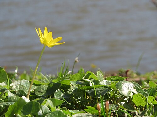 Fig buttercup: Scharbockskraut ( Ficaria verna ) an der Saar in Saarbrücken