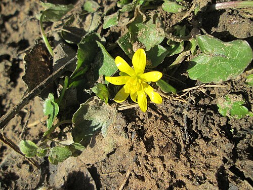 Fig buttercup: Erste Blüte vom Scharbockskraut ( Ficaria verna ) im Naturschutzgebiet „St. Arnualer Wiesen“