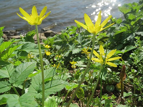 Fig buttercup: Scharbockskraut ( Ficaria verna ) an der Saar in Saarbrücken