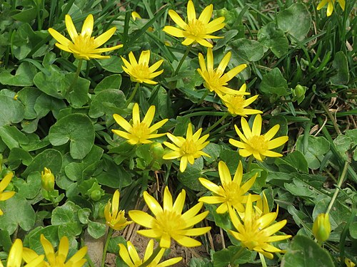 Fig buttercup: Scharbockskraut ( Ficaria verna ) an der Saar in Saarbrücken