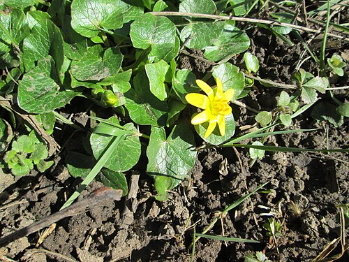Fig buttercup: Scharbockskraut ( Ficaria verna ) auf der Halbinsel am Staden in Saarbrücken