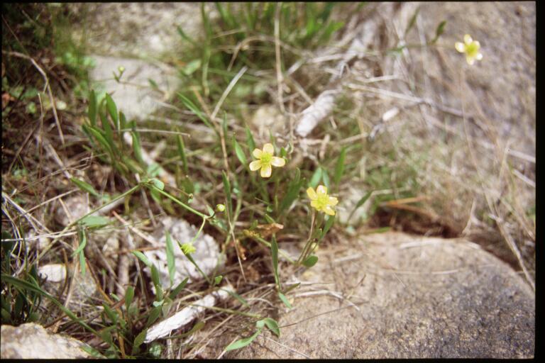 Greater creeping spearwort: Ranunculus_flammula_1-eheep