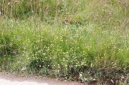 Greater creeping spearwort (Ranunculus flammula)