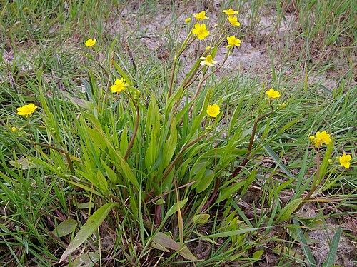 Greater creeping spearwort: Plant of Ranunculus flammula (Ranunculaceae).