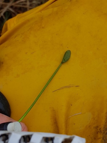 Greater creeping spearwort (Ranunculus flammula)