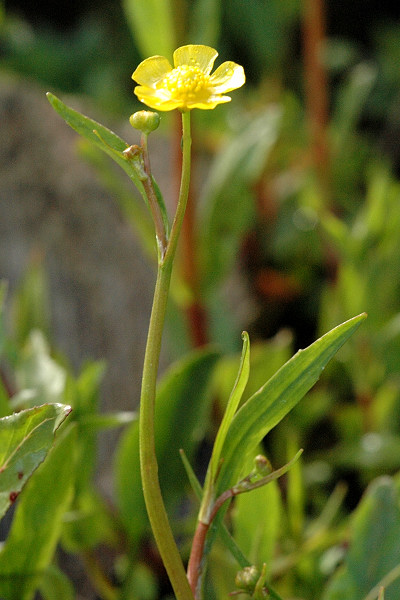 Greater creeping spearwort: Ranunculus flammula from Commanster, Belgian High Ardennes .