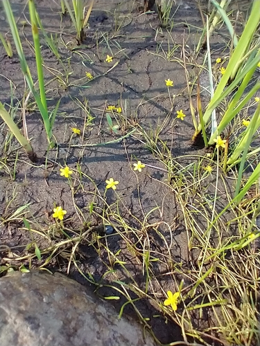 Greater creeping spearwort