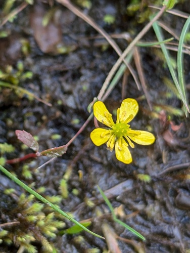 Greater creeping spearwort (Ranunculus flammula)