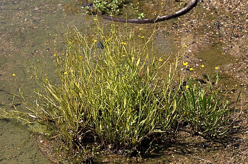 Greater creeping spearwort: Plant Ranunculus flammula , ( Ranunculus flammula ), the Botanical Gardens of Charles University , Prague , Czech Republic