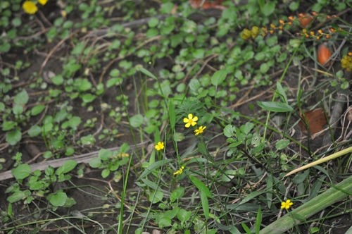 Greater creeping spearwort (Ranunculus flammula)