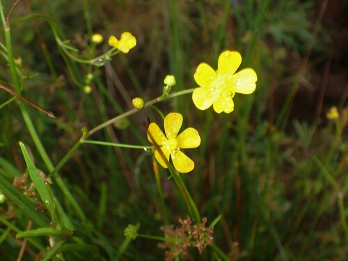 Greater creeping spearwort (Ranunculus flammula)