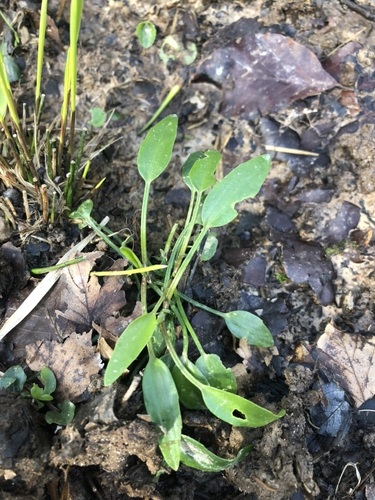 Greater creeping spearwort (Ranunculus flammula)