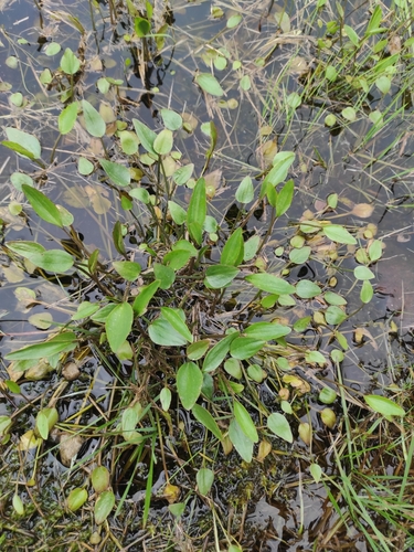 Greater creeping spearwort (Ranunculus flammula)