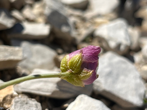 Glacier buttercup (Ranunculus glacialis)