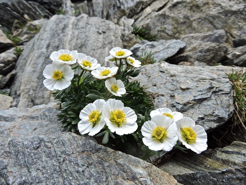 Glacier buttercup (Ranunculus glacialis)