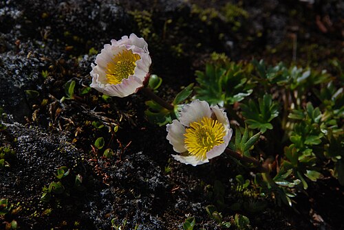 Glacier buttercup: Ranunculus glacialis (en. Glacier Crowfoot, sv. Isranunkel, fi. Jääleinikki).Photo taken in Stora Sjöfallet nationalpark, Northern Sweden. 7.7.2010.