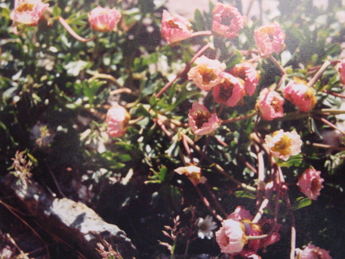 Glacier buttercup (Ranunculus glacialis)