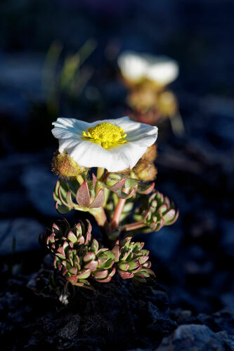 Glacier buttercup (Ranunculus glacialis)
