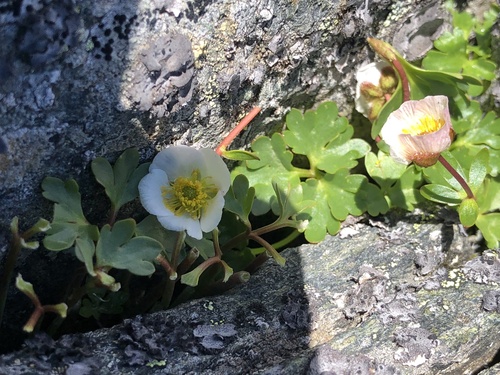 Glacier buttercup (Ranunculus glacialis)