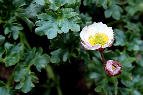 Glacier buttercup: Ísland , Akureyri Botanical Gardens: Gletscher-Hahnenfuß_