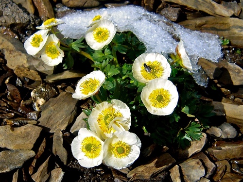 Glacier buttercup (Ranunculus glacialis)