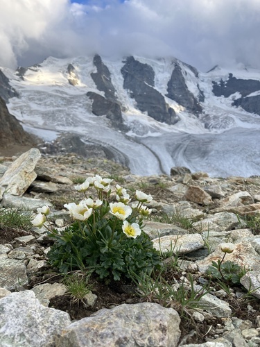 Glacier buttercup (Ranunculus glacialis)