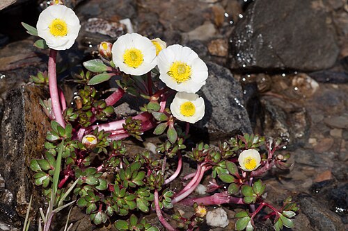 Glacier buttercup: Isranunkel - ranunculus glacialis-4819