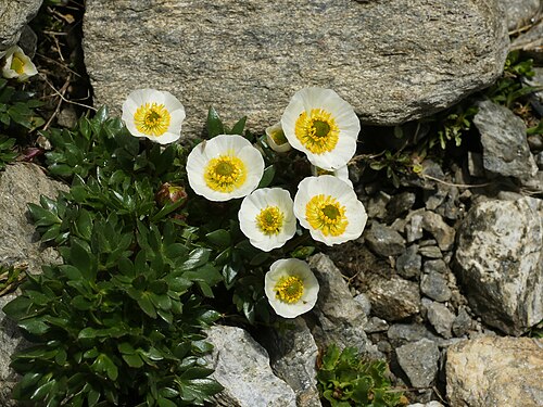 Glacier buttercup: Glacier crowfoot at the Swiss/Italian border at the Grand Saint Bernard Pass.