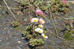 Glacier buttercup (Ranunculus glacialis)