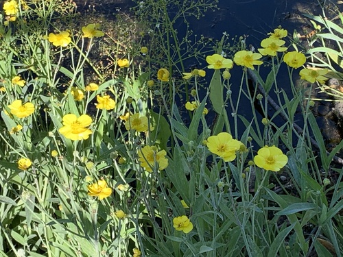 Greater spearwort (Ranunculus lingua)