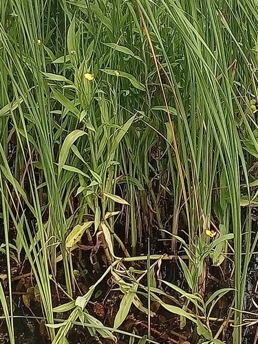 Greater spearwort (Ranunculus lingua)