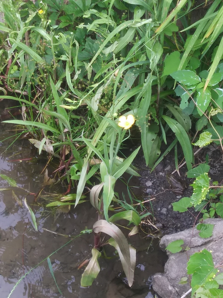 Greater spearwort (Ranunculus lingua)