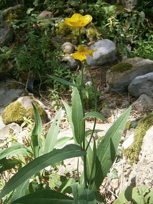 Greater spearwort: Ranunculus lingua