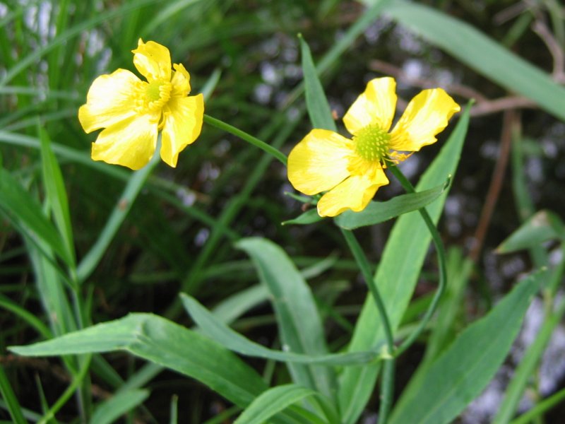Greater spearwort: Zungen-Hahnenfuß Ranunculus lingua , Müritz-Gebiet