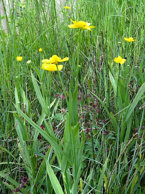 Greater spearwort: Ranunculaceae, Großer Hahnenfuß, Zungen-Hahnenfuß Deutschland, Bayern, Oberfranken, Selbitz Photo: U.Schmidt, 28.VI.2012