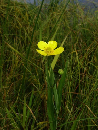 Greater spearwort (Ranunculus lingua)