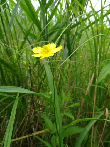 Greater spearwort (Ranunculus lingua)