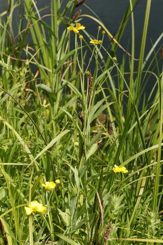 Greater spearwort (Ranunculus lingua)