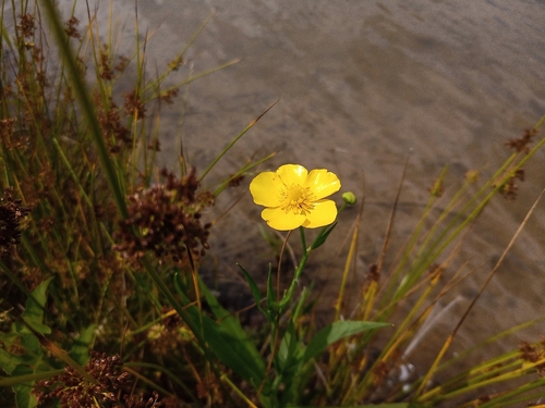 Greater spearwort (Ranunculus lingua)