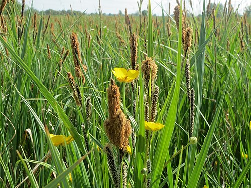Greater spearwort: Sumpf-Segge ( Carex acutiformis ) und Zungen-Hahnenfuß ( Ranunculus lingua ) im Hockenheimer Rheinbogen