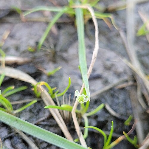 Mousetail: Myosurus minimus — Field observation from Davis, CA 95616, USA, United States of America. Collected by Konshau Duman (2026-02-19). Recorded in GBIF occurrence 6