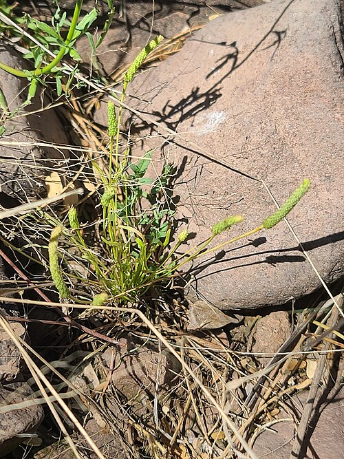 Mousetail: Myosurus minimus — Field observation from Pima County, US-AZ, US, United States of America. Collected by Daniel (2026-03-22). Recorded in GBIF occurrence 647966