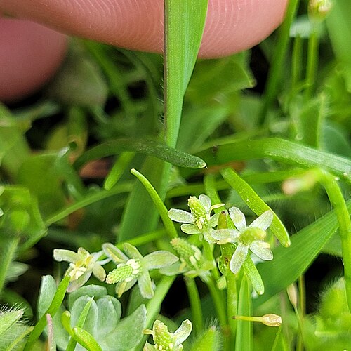 Mousetail: Myosurus minimus — Field observation from Madera County, US-CA, US, United States of America. Collected by Konshau Duman (2026-02-14). Recorded in GBIF occurren