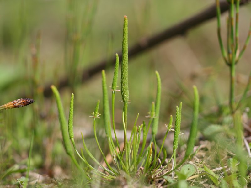 Mousetail: Mäuseschwänzchen